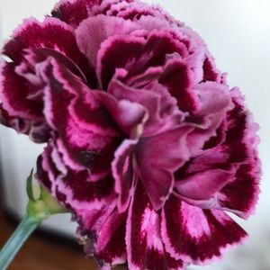 Meet your Posher, Nidhi